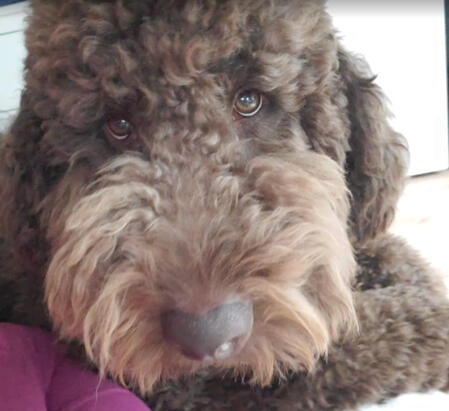 Bruno
